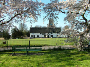 Blossom on trees on the Green