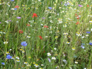 Wildflowers