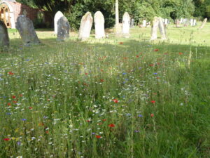 Area of Wildflowers with Grave Headstones in the background